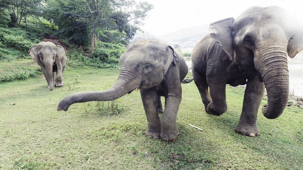 Thailand Elephants Roaming Free in Chiang Mai Thailand Elephants Roaming Free in Chiang Mai