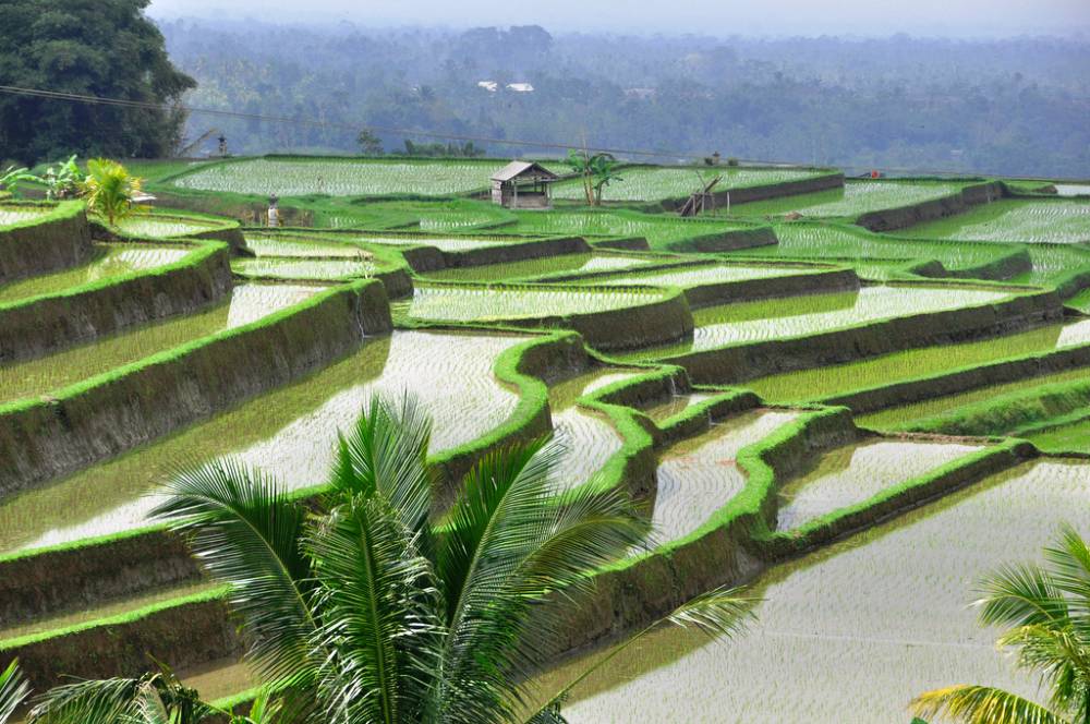 bali-rice-fields bali-rice-fields