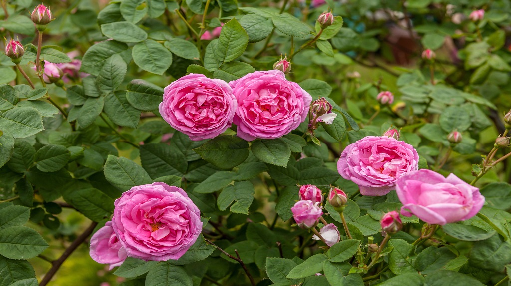 Roses Roses
