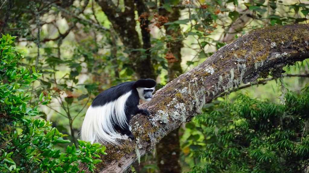Black-and-white colobus monkey Black-and-white colobus monkey