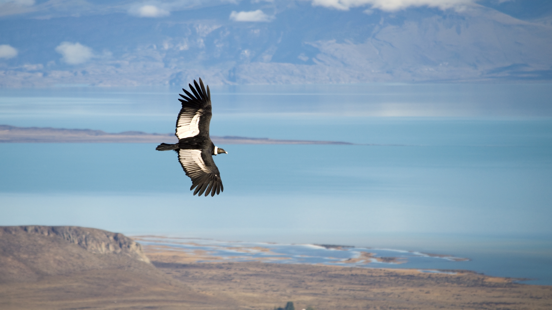 condor condor