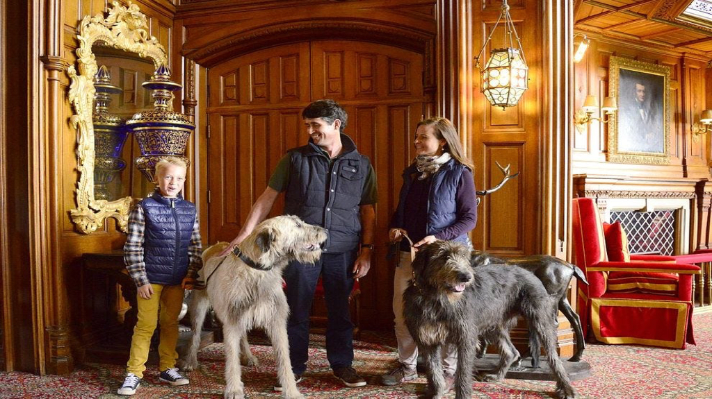 dogs2 dogs2