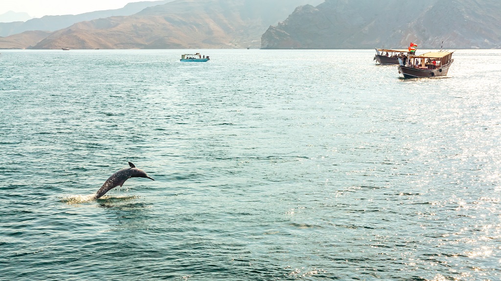 Jumping out of the water dolphin and pleasure boats in the Gulf of Oman