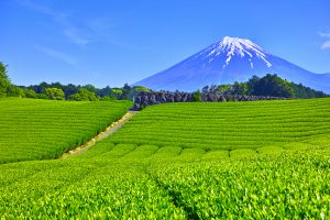 One of our favorite views of Mount Fuji from the tea plantations of Fuji City!