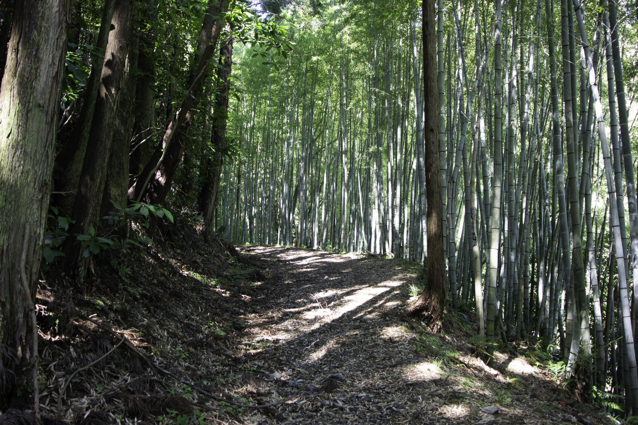 Bamboo forest at the foot of Utsunoya pass on old Tokaido road in Shizuoka prefecture, Japan Bamboo forest at the foot of Utsunoya pass on old Tokaido road in Shizuoka prefecture, Japan