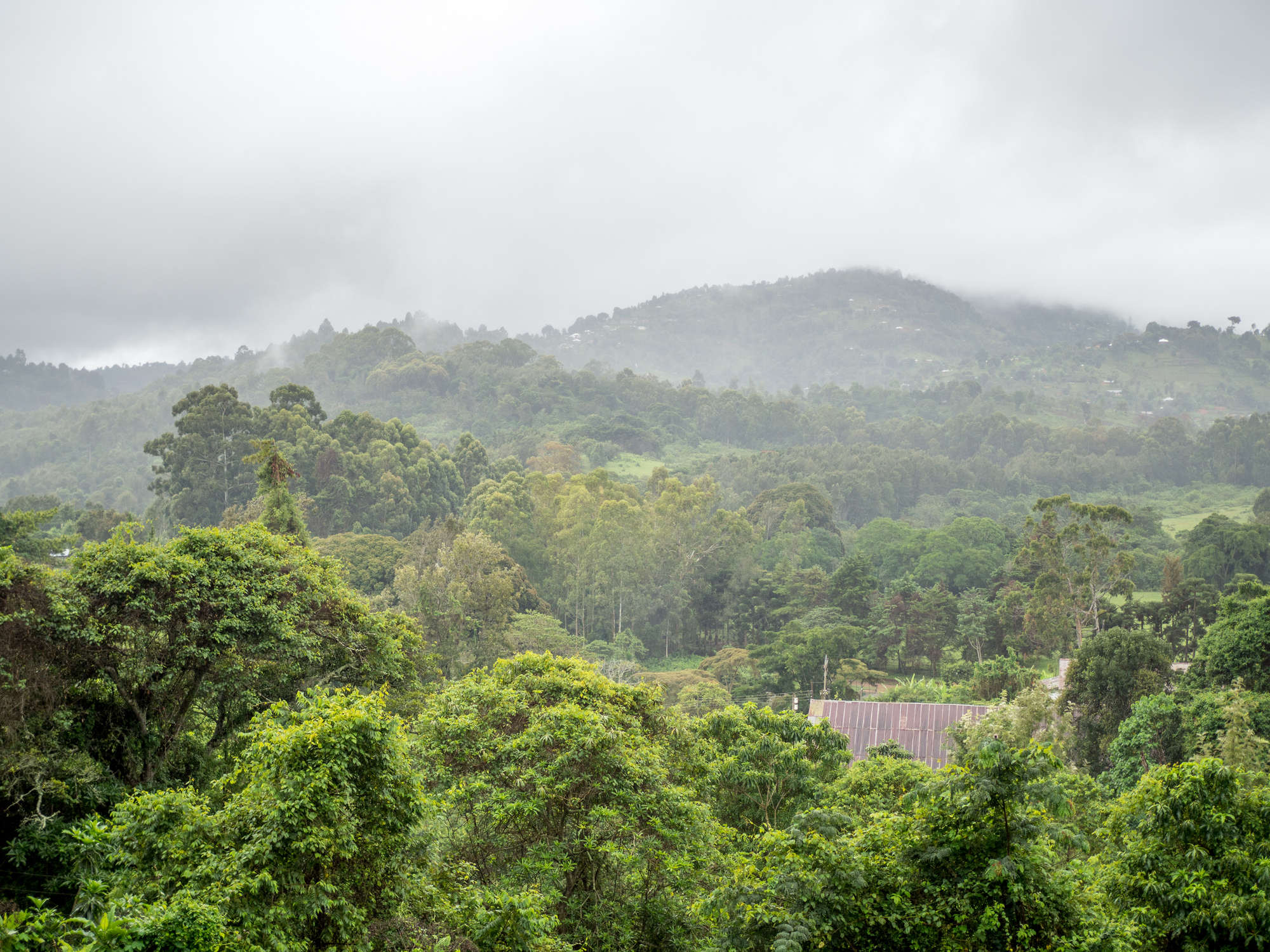 Fog over the rainforest in the Usambara Mountains