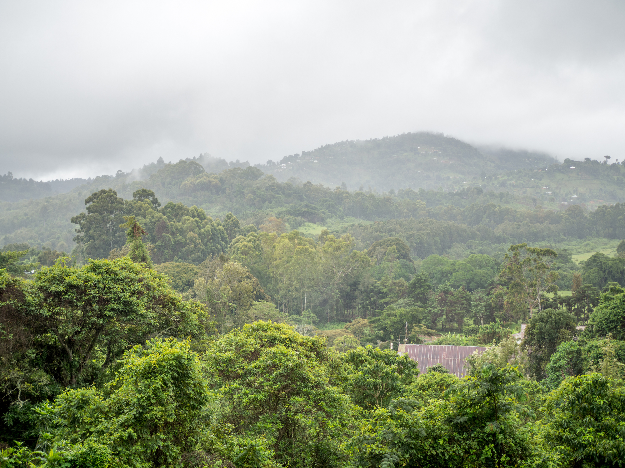 Fog over the rainforest in the Usambara Mountains Fog over the rainforest in the Usambara Mountains