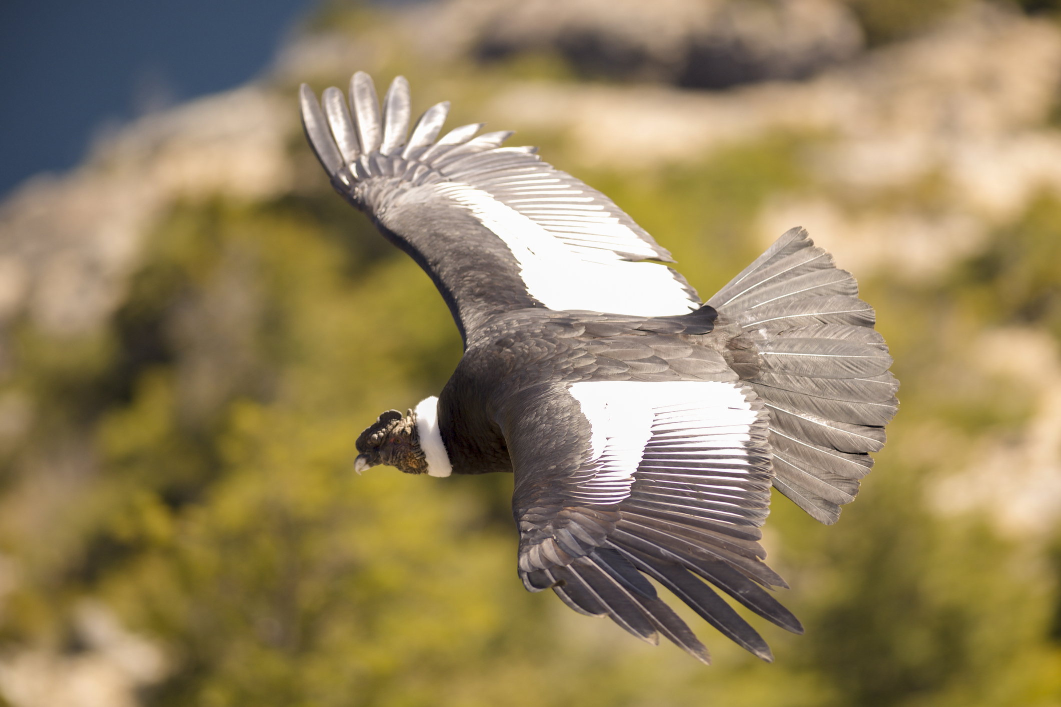 Andean condor flying over the mountains.