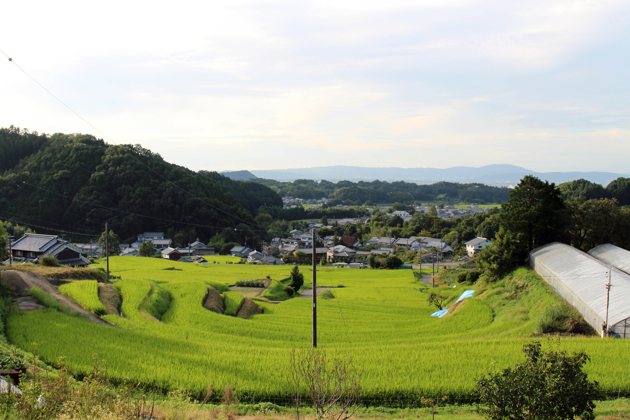 Housing complex in a village and paddy field in Asuka Housing complex in a village and paddy field in Asuka