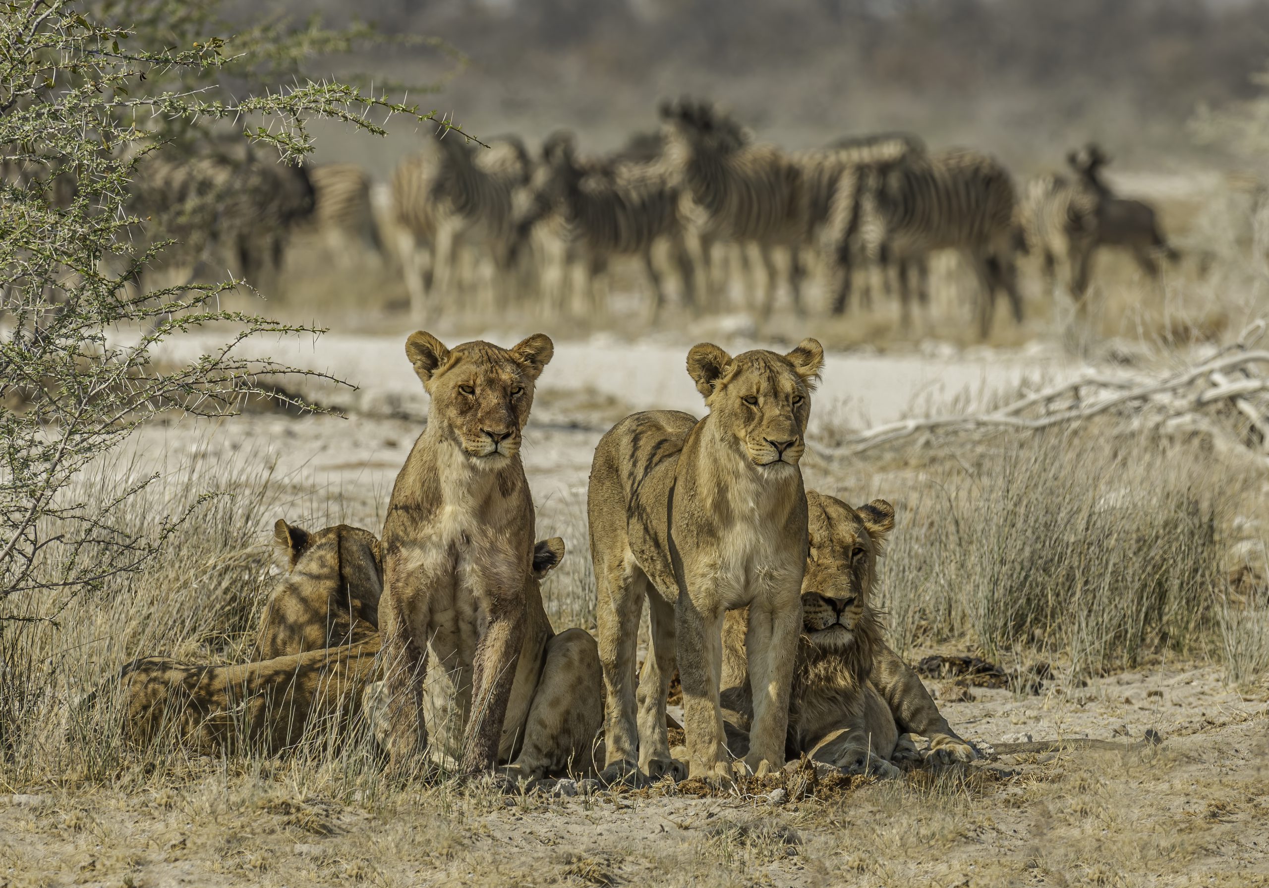 African Lions ready for a hunt, Panthera leo, Etosha Pan National Park, Namibia, Carnivora, Felidae. Zebras in the backround but not what they are interested.