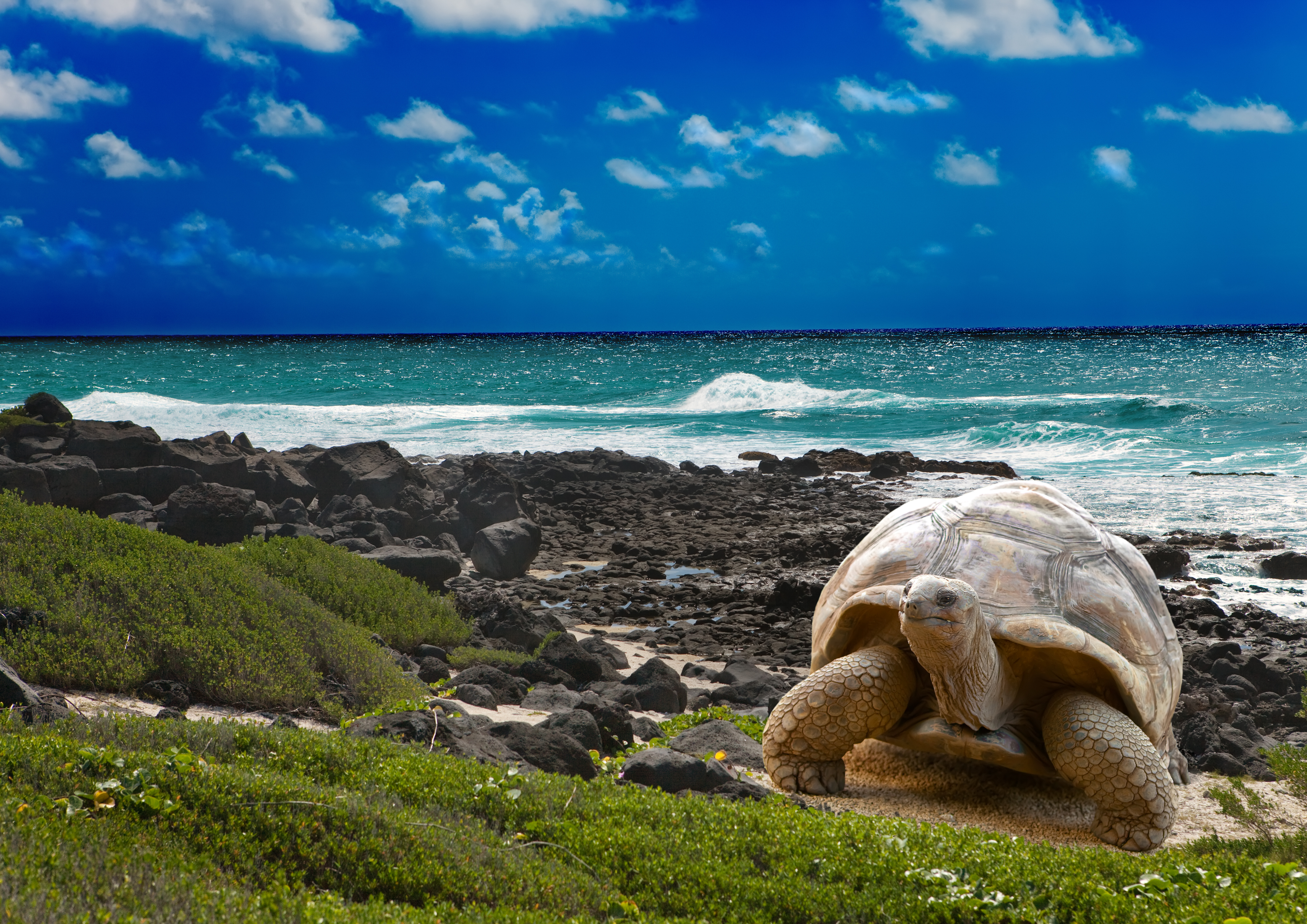 Large turtle at sea edge on background of tropical landscape Large turtle at sea edge on background of tropical landscape