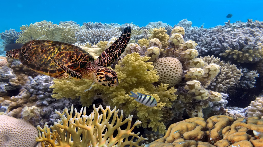 green turtle swimming in blue ocean,great barrier reef