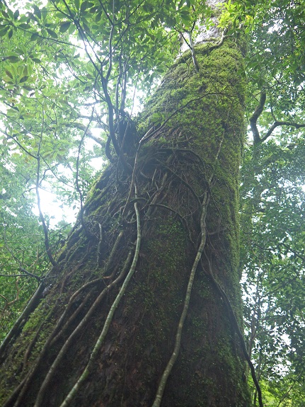 Yakusugi cedar Yakusugi cedar