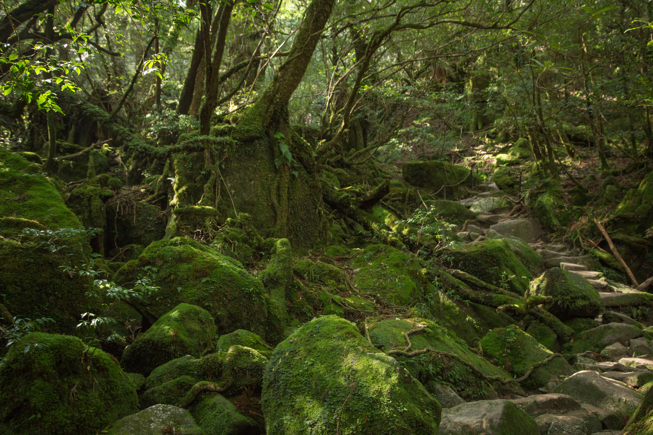 Moss forest in Shiratani Unsuikyo, Yakushima, Japan Moss forest in Shiratani Unsuikyo, Yakushima, Japan
