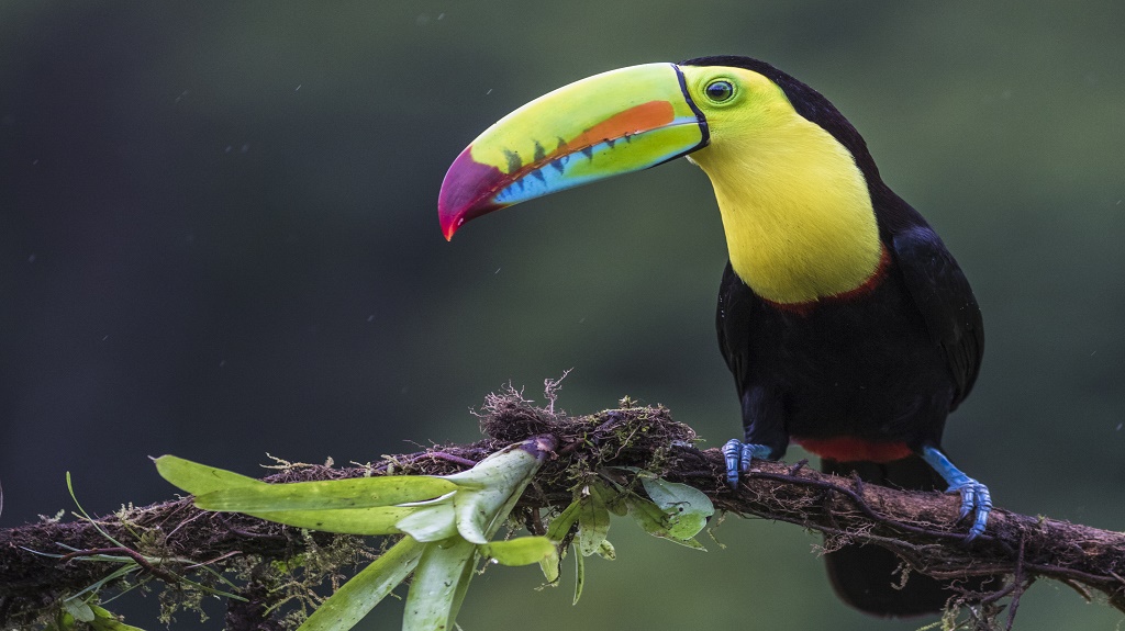 Keel-billed toucan, Ramphastos sulfuratus