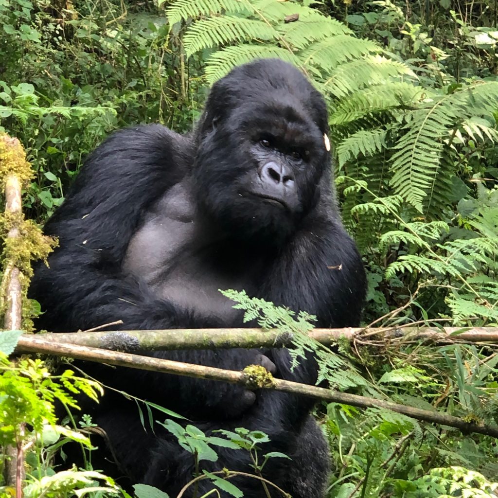 gorilla-2 gorilla-2