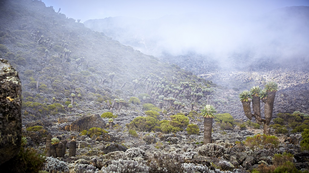 Mt Kilimanjaro, Barranco valley of giant senecio in the mist. Mt Kilimanjaro, Barranco valley of giant senecio in the mist.