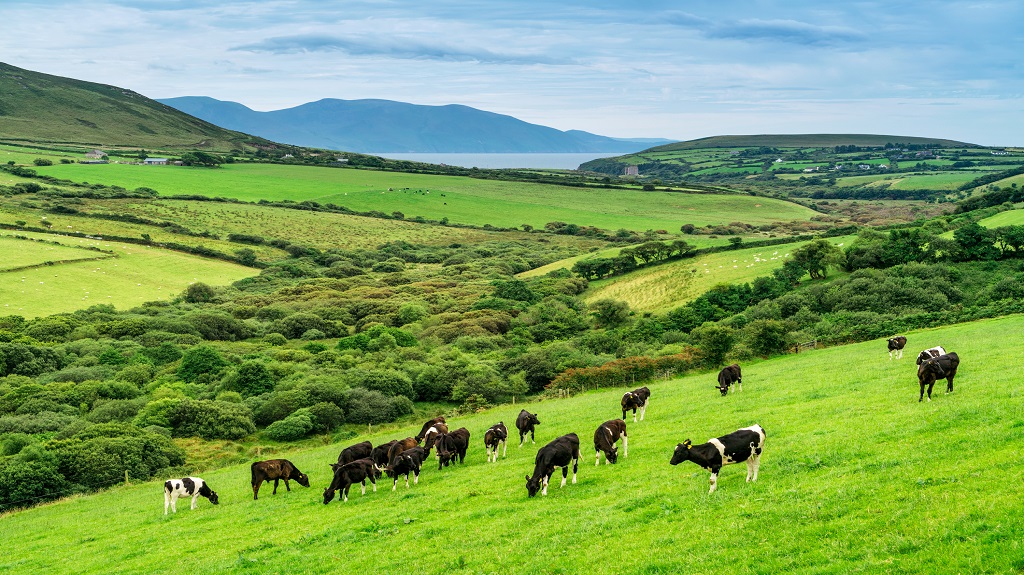 Cows grazing in Ireland