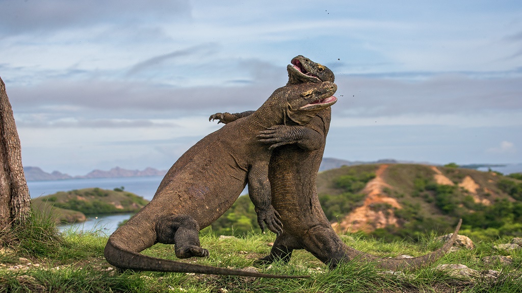 Two Komodo dragon fight with each other.