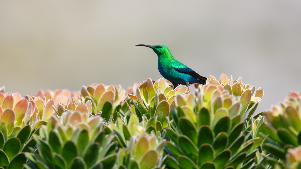 Male malachite Sunbird on protea bush Male malachite Sunbird on protea bush