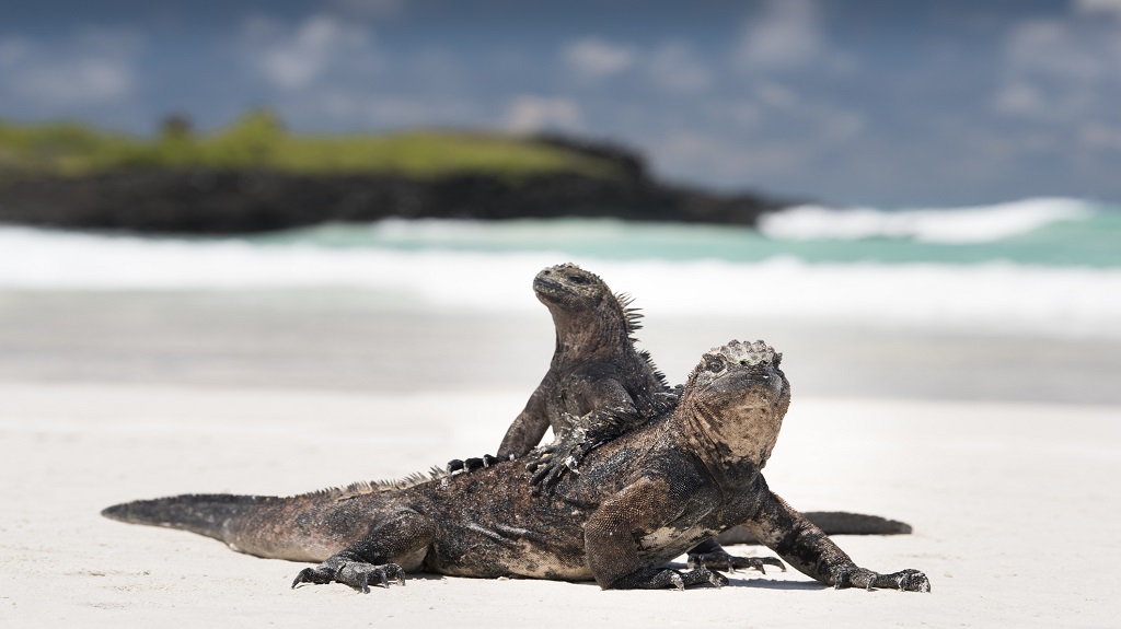 Marine Iguanas Mating, Santa Cruz Island, Galapagos, Ecuador