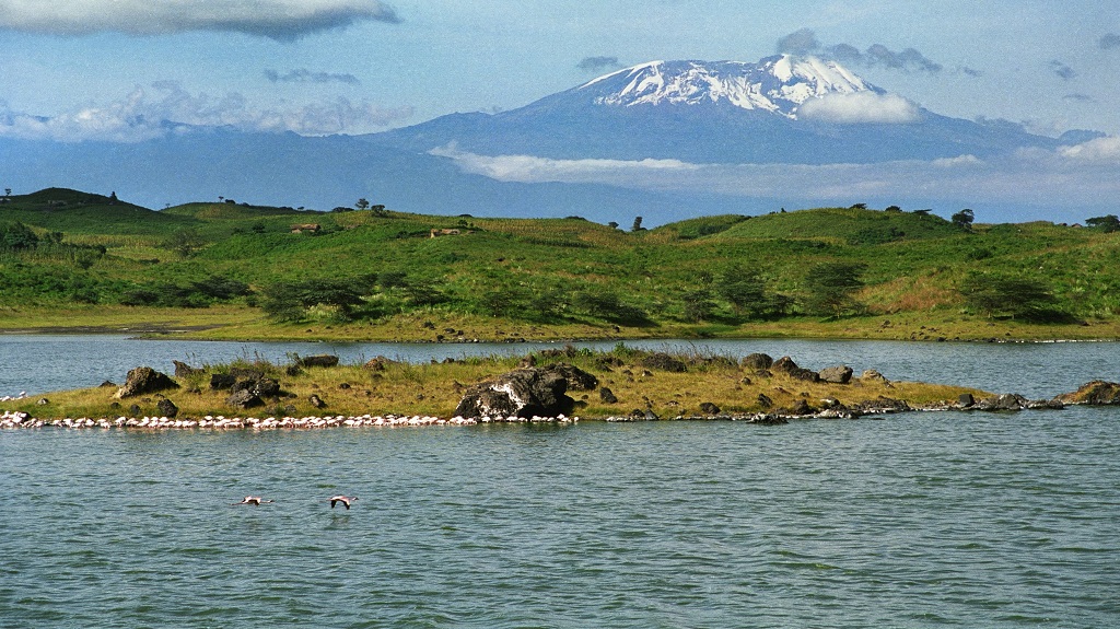 Flamingos on lake and Mount Killimanjaro Tanzania