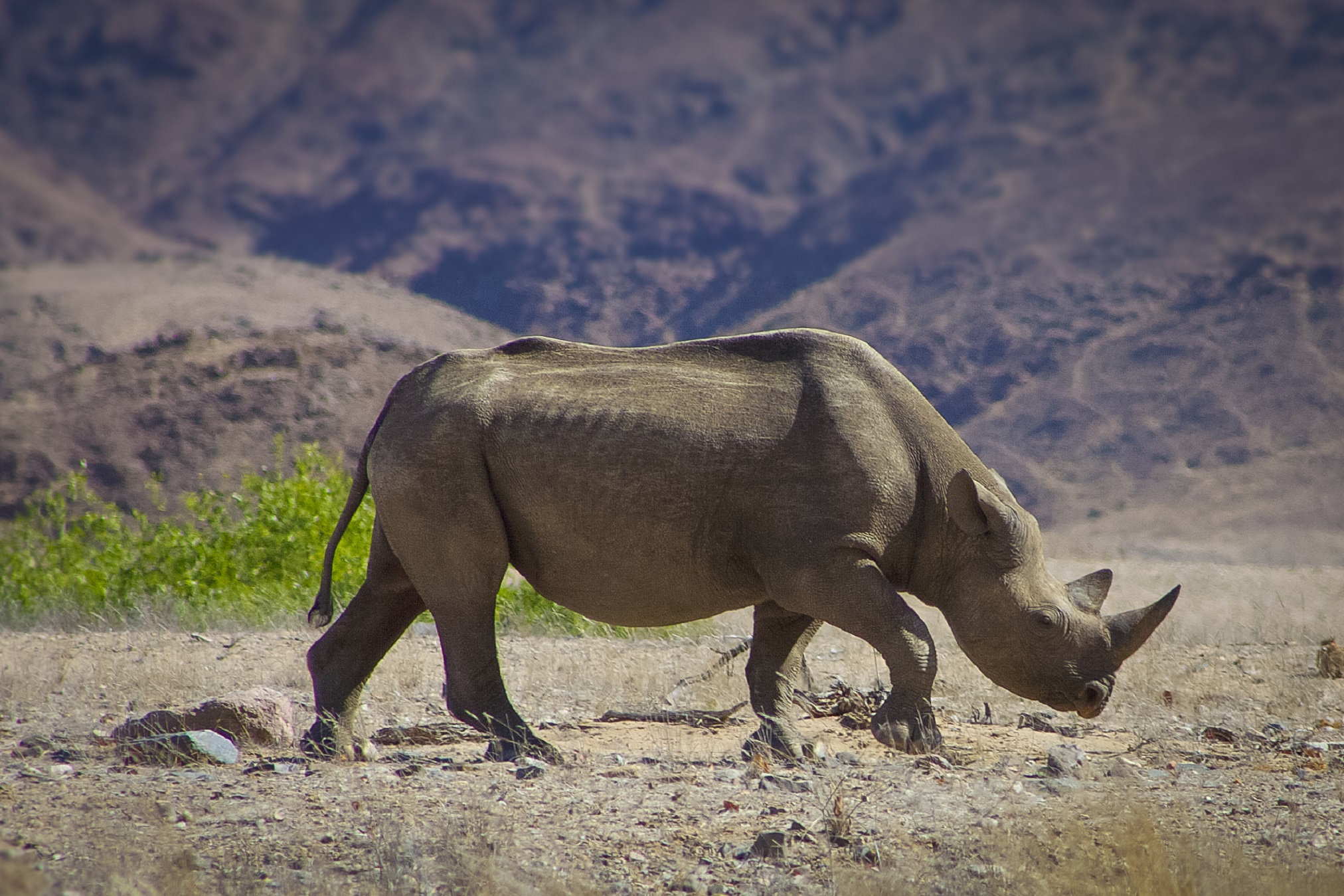 Wild black rhino in the Kaokoland, Namibia