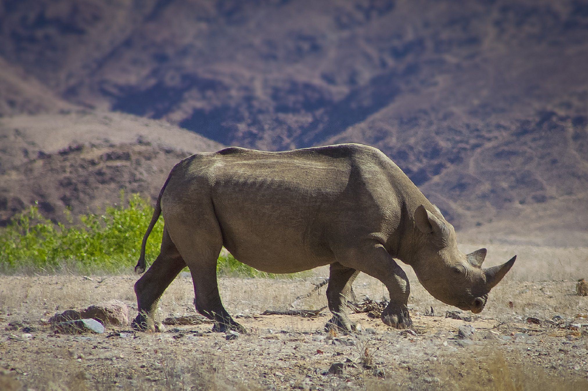 Wild black rhino in the Kaokoland, Namibia Wild black rhino in the Kaokoland, Namibia