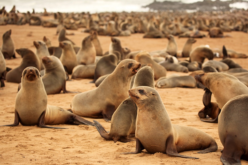 Cape Cross Seal Colony in Namibia