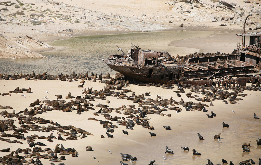 seal_colony_namibia seal_colony_namibia