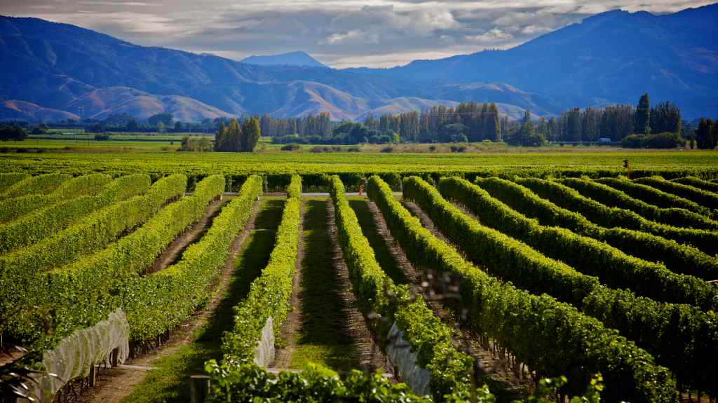 Marlborough Wine Valley